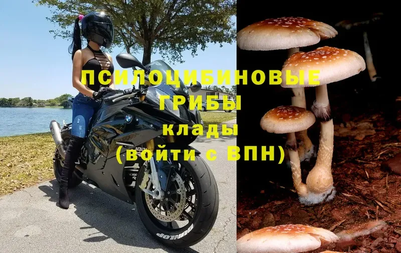 Галлюциногенные грибы Cubensis  купить   Бикин 